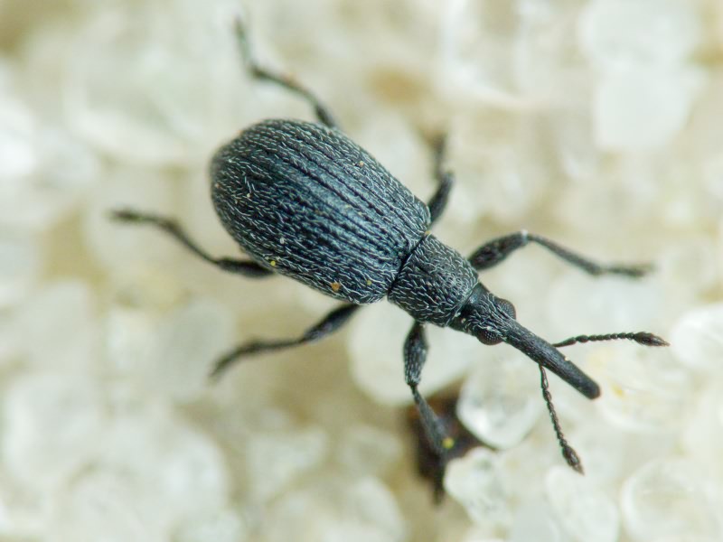 Apionidae Schönherr, 1823